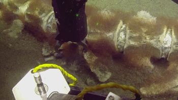 Media type: image;   Invertebrate Zoology 153512 Description: live specimen;